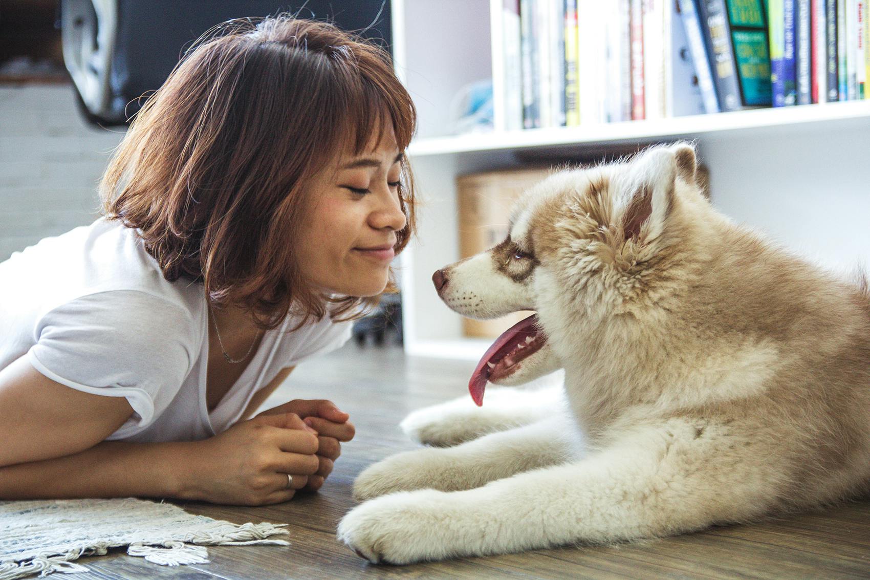 carnet de santé chien